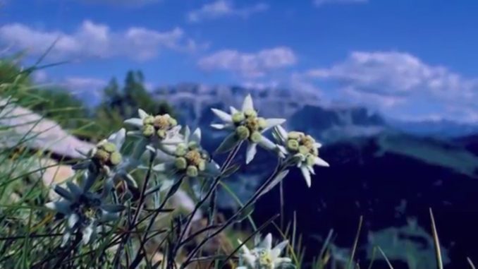 edelweiss flower